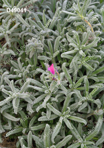 Echium angustifolium